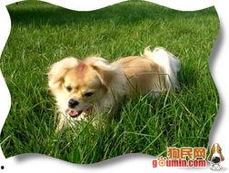 国产蝴蝶犬图片视频播放,灵动优雅,魅力四溢的犬界明星