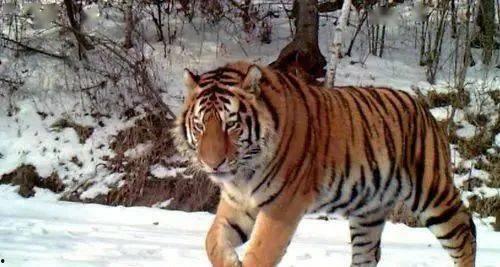 国产东北虎成为虎王视频,国产雄狮的王者归来